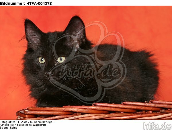Norwegische Waldkatze Kätzchen / norwegian forestcat kitten / HTFA-004378