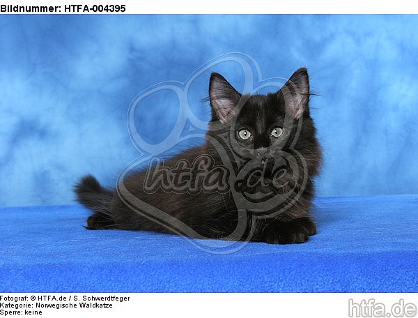 Norwegische Waldkatze Kätzchen / norwegian forestcat kitten / HTFA-004395