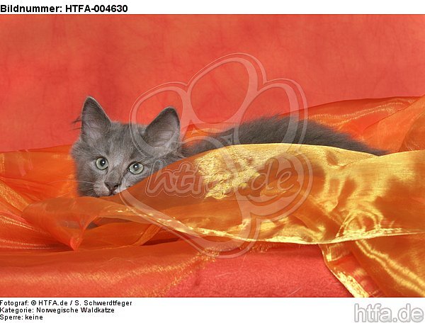 Norwegische Waldkatze Kätzchen / norwegian forestcat kitten / HTFA-004630