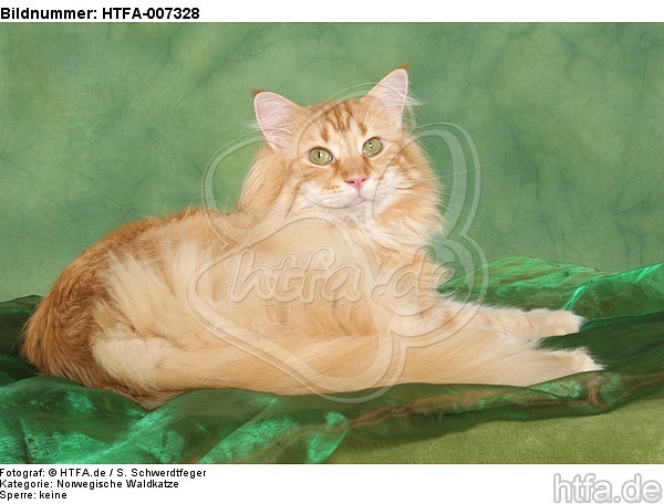 Norwegische Waldkatze / norwegian forestcat / HTFA-007328