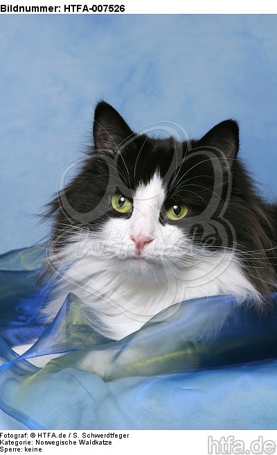 Norwegische Waldkatze / norwegian forestcat / HTFA-007526