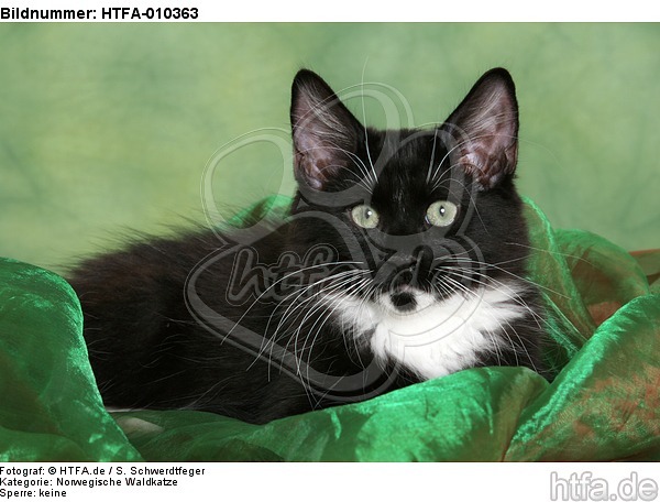 liegendes Norwegisches Waldkätzchen / lying Norwegian Forestcat kitten / HTFA-010363