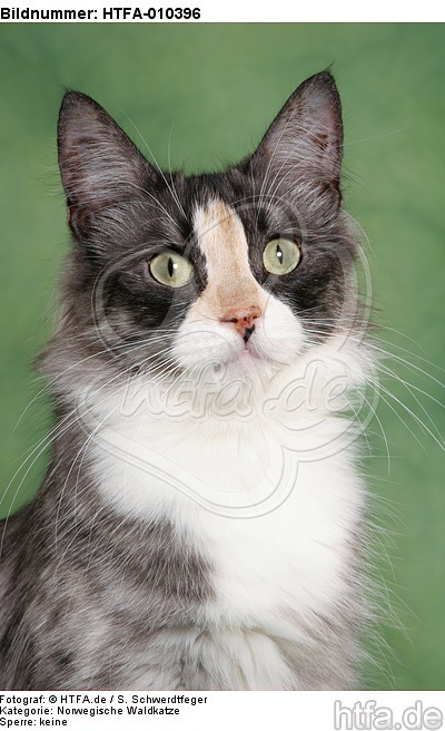 Norwegische Waldkatze Portrait / Norwegian Forestcat Portrait / HTFA-010396