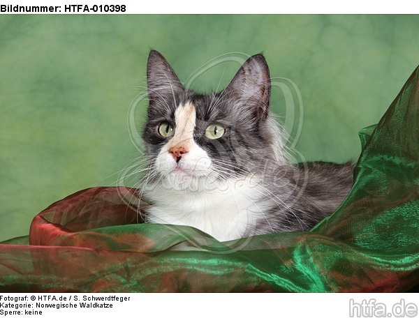 liegende Norwegische Waldkatze / lying Norwegian Forestcat / HTFA-010398