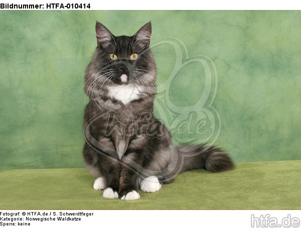 sitzende Norwegische Waldkatze / sitting Norwegian Forestcat / HTFA-010414