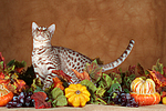 stehende Ocicat / standing Ocicat