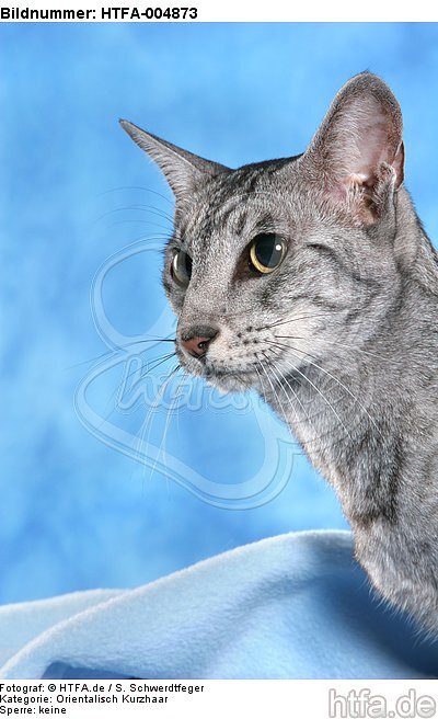 Orientalisch Kurzhaar / oriental shorthair / HTFA-004873