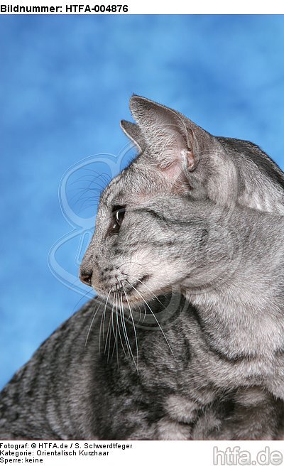 Orientalisch Kurzhaar / oriental shorthair / HTFA-004876