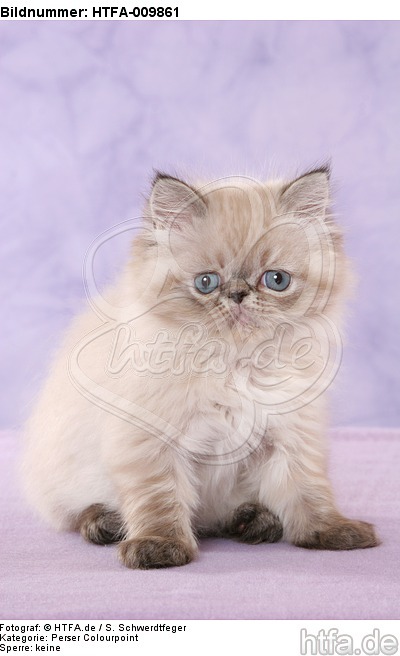 sitzendes Perser Colourpoint Kätzchen / sitting persian colourpoint kitten / HTFA-009861