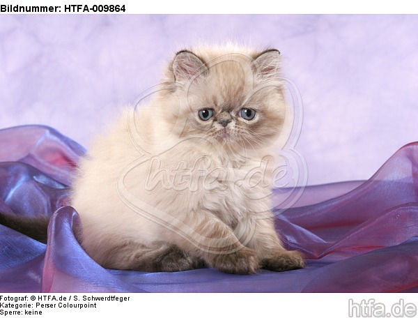 sitzendes Perser Colourpoint Kätzchen / sitting persian colourpoint kitten / HTFA-009864