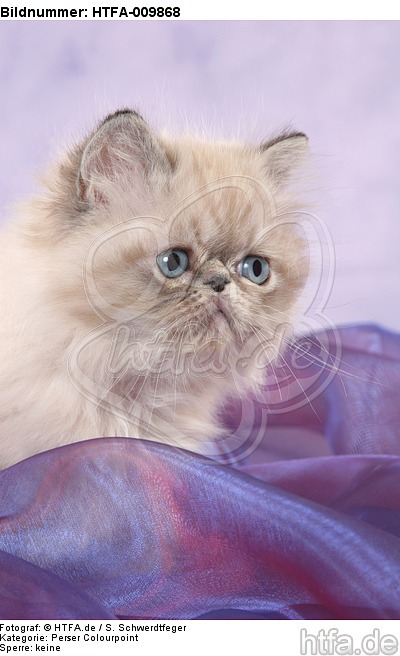 Perser Colourpoint Kätzchen / persian colourpoint kitten / HTFA-009868