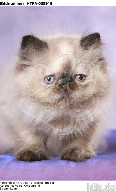 sitzendes Perser Colourpoint Kätzchen / sitting persian colourpoint kitten / HTFA-009916