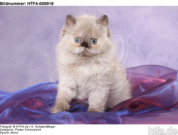 sitzendes Perser Colourpoint Kätzchen / sitting persian colourpoint kitten / HTFA-009918