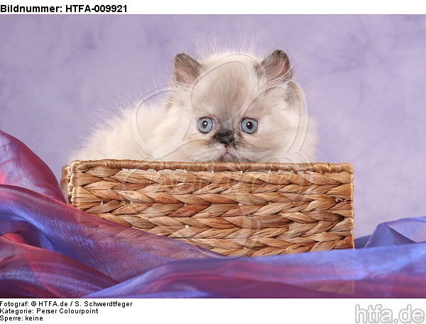 Perser Colourpoint Kätzchen / persian colourpoint kitten / HTFA-009921