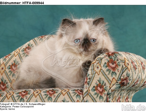 liegendes Perser Colourpoint Kätzchen / lying persian colourpoint kitten / HTFA-009944