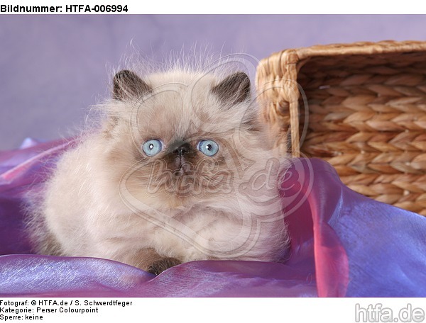 Perser Colourpoint Kätzchen / persian colourpoint kitten / HTFA-006994