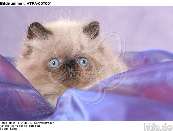 Perser Colourpoint Kätzchen / persian colourpoint kitten / HTFA-007001