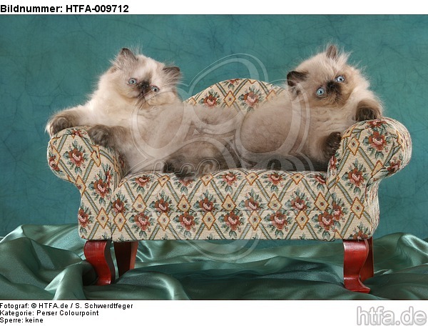 liegende Perser Colourpoint Kätzchen / lying persian colourpoint kitten / HTFA-009712