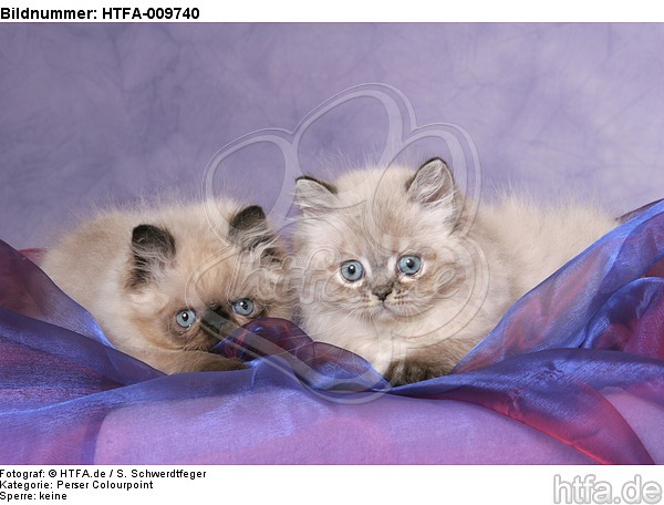 liegende Perser Colourpoint Kätzchen / lying persian colourpoint kitten / HTFA-009740