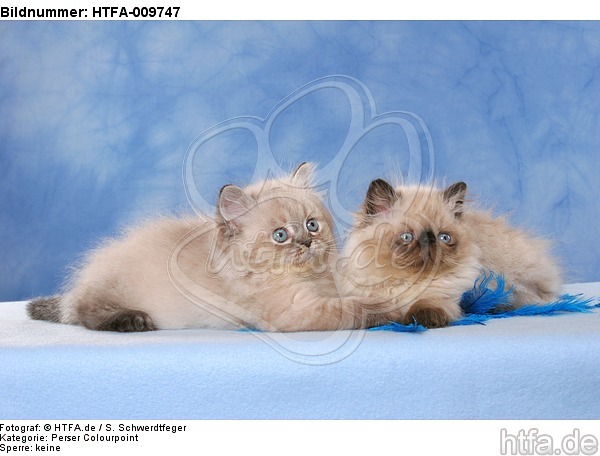 liegende Perser Colourpoint Kätzchen / lying persian colourpoint kitten / HTFA-009747