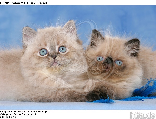 liegende Perser Colourpoint Kätzchen / lying persian colourpoint kitten / HTFA-009748