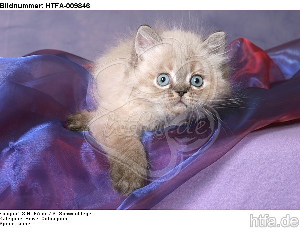 liegendes Perser Colourpoint Kätzchen / lying persian colourpoint kitten / HTFA-009846