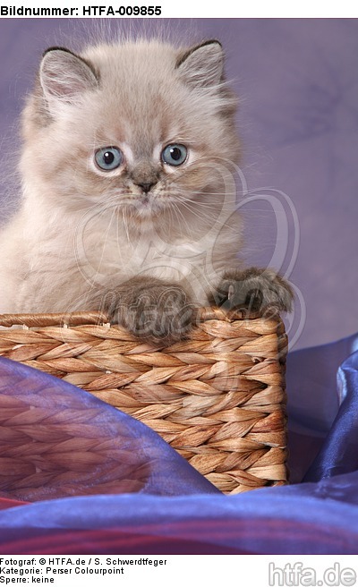 Perser Colourpoint Kätzchen / persian colourpoint kitten / HTFA-009855