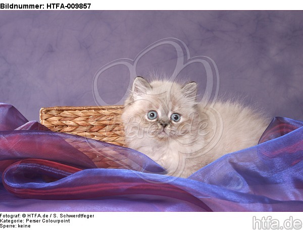 liegendes Perser Colourpoint Kätzchen / lying persian colourpoint kitten / HTFA-009857