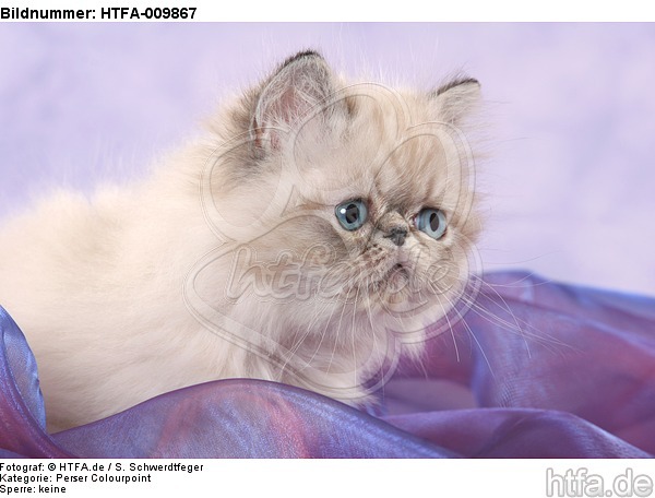 Perser Colourpoint Kätzchen / persian colourpoint kitten / HTFA-009867