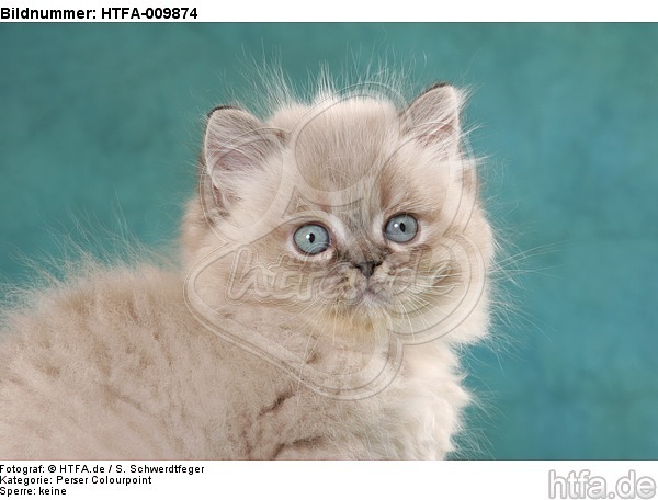 Perser Colourpoint Kätzchen / persian colourpoint kitten / HTFA-009874