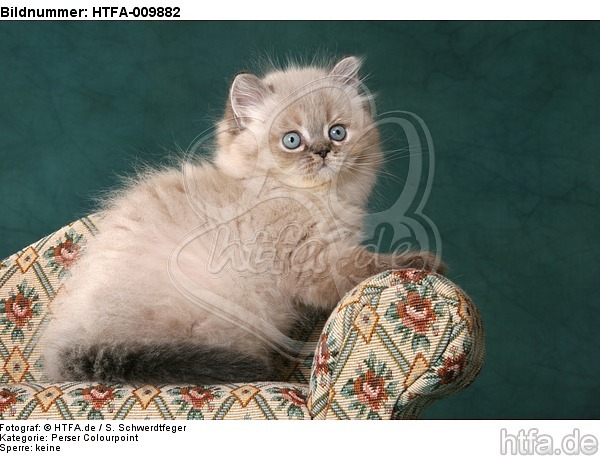 sitzendes Perser Colourpoint Kätzchen / sitting persian colourpoint kitten / HTFA-009882