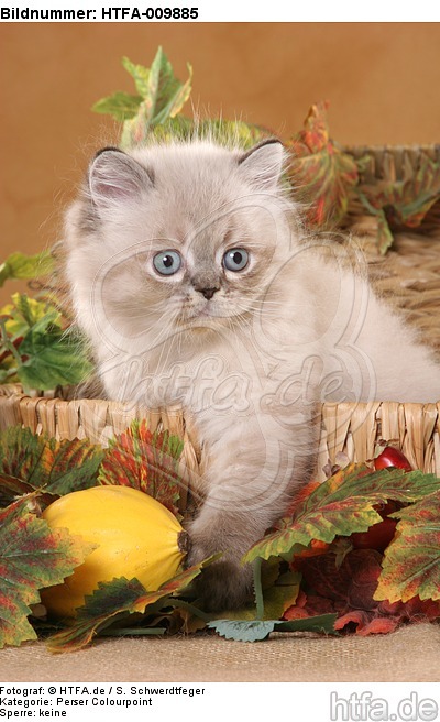 Perser Colourpoint Kätzchen / persian colourpoint kitten / HTFA-009885
