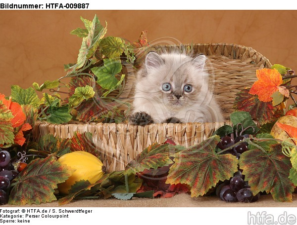 Perser Colourpoint Kätzchen / persian colourpoint kitten / HTFA-009887
