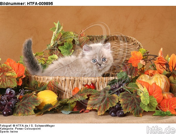 Perser Colourpoint Kätzchen / persian colourpoint kitten / HTFA-009895
