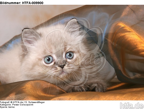 liegendes Perser Colourpoint Kätzchen / lying persian colourpoint kitten / HTFA-009900