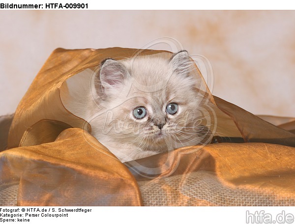 Perser Colourpoint Kätzchen / persian colourpoint kitten / HTFA-009901
