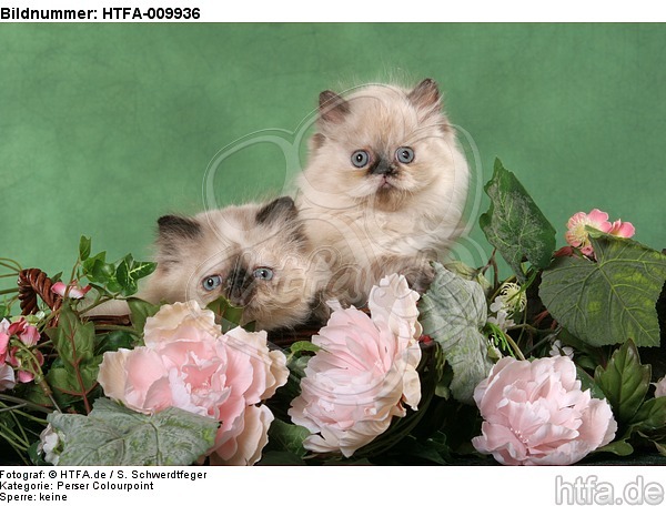 2 Perser Colourpoint Kätzchen / 2 persian colourpoint kitten / HTFA-009936