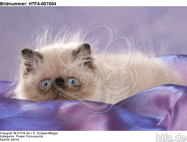 Perser Colourpoint Kätzchen / persian colourpoint kitten / HTFA-007004