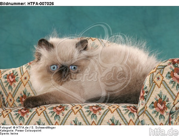 Perser Colourpoint Kätzchen / persian colourpoint kitten / HTFA-007026