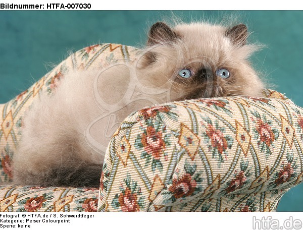 Perser Colourpoint Kätzchen / persian colourpoint kitten / HTFA-007030