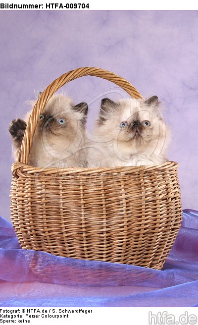 Perser Colourpoint Kätzchen im Körbchen / persian colourpoint kitten in basket / HTFA-009704