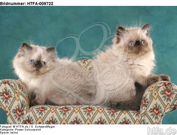 2 Perser Colourpoint Kätzchen / 2 persian colourpoint kitten / HTFA-009722