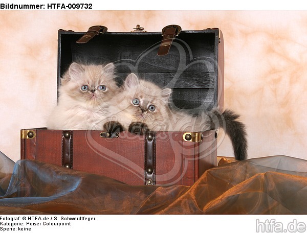 2 Perser Colourpoint Kätzchen / 2 persian colourpoint kitten / HTFA-009732