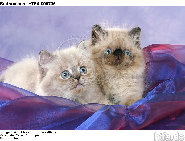 liegende Perser Colourpoint Kätzchen / lying persian colourpoint kitten / HTFA-009736