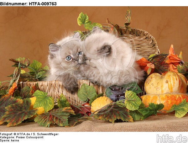 2 Perser Colourpoint Kätzchen / 2 persian colourpoint kitten / HTFA-009763
