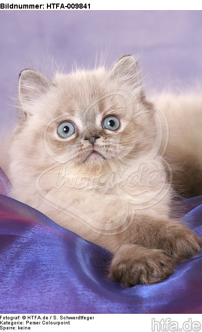 liegendes Perser Colourpoint Kätzchen / lying persian colourpoint kitten / HTFA-009841