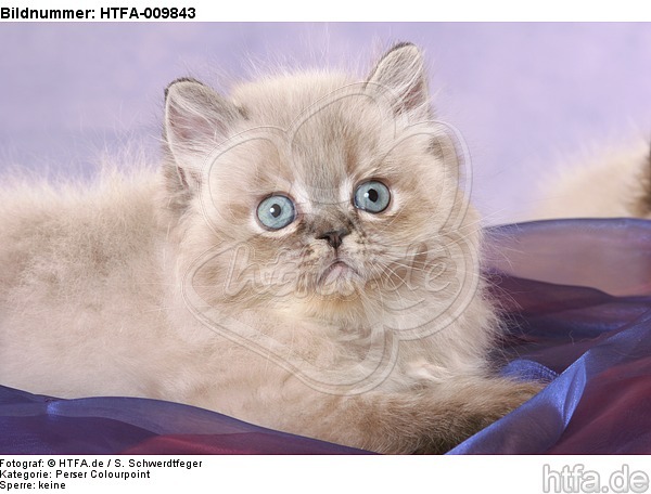liegendes Perser Colourpoint Kätzchen / lying persian colourpoint kitten / HTFA-009843