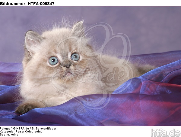 liegendes Perser Colourpoint Kätzchen / lying persian colourpoint kitten / HTFA-009847