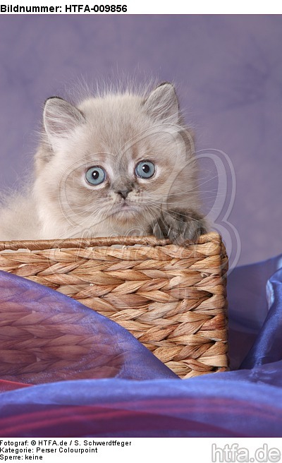 Perser Colourpoint Kätzchen / persian colourpoint kitten / HTFA-009856