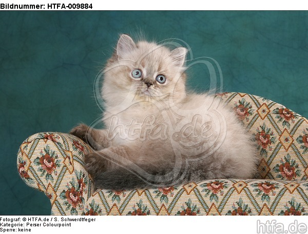 sitzendes Perser Colourpoint Kätzchen / sitting persian colourpoint kitten / HTFA-009884